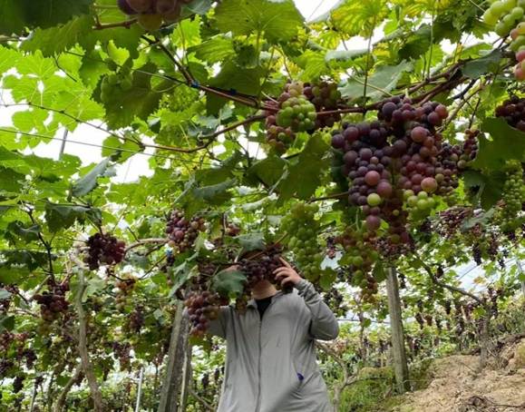 新澳门六合彩资料库